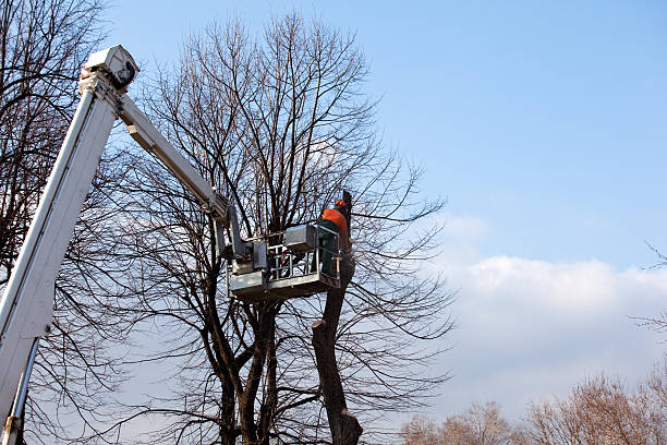 How Our Tree Care Process Works  in  Dalton, OH